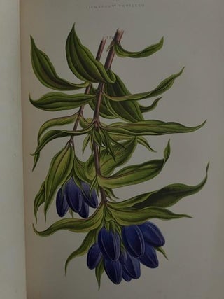 Alpine Plants; Figures and Description of some of the most striking and beautiful of The Alpine Flowers