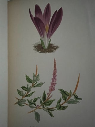 Alpine Plants; Figures and Description of some of the most striking and beautiful of The Alpine Flowers