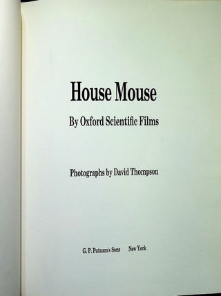 House Mouse