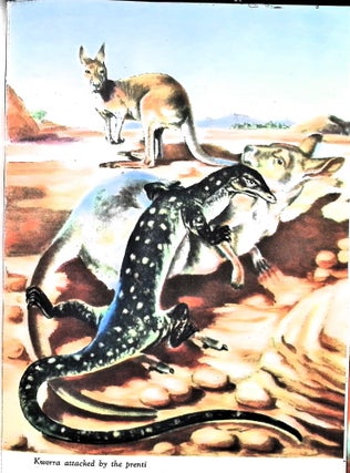 The Story of Aroora, the Red Kangaroo
