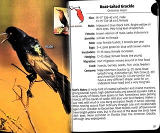 Birds of Florida Field Guide