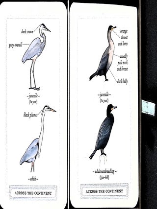 Sibley Backyard Birding Flashcards: 100 Common Birds of Eastern and Western North America