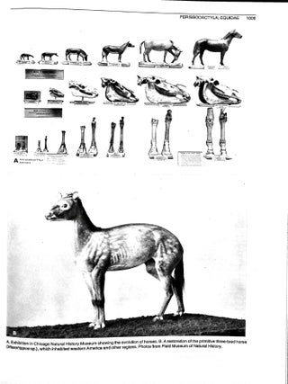 Walker's Mammals of the World (2-Volume Set)